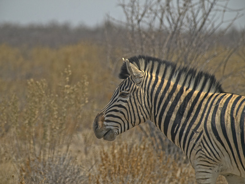 Okaukuejo, Zebra